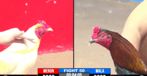 Trực Tiếp Thomo CPC3 Ngày 22/04/2025