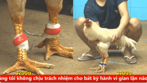 Trận 15 bồ cpc 4 ngày 29/08/2025 - Bướm thái nhanh lẹ áp sát tung đòn hiểm đối thủ ối