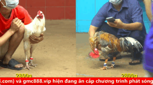 Trận 21 cpc 4 ngày 04/09/2025 - Tính dễ ăn Gà Điều dí gà Khét chung đủ tiền