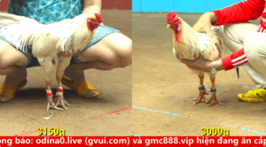 Trân 15 Xem lại video Bồ gà c4 ngày 18/09/2025 - Tỉ số 2 - 0 cho anh Duyên Ti ngày trỏ lại c4
