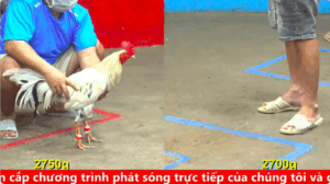 Trận 22 bồ gà c5 ngày 02/09/2025 - Bảo Sting nài gà mãi đỉnh chuyển bại thành thắng