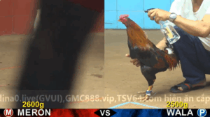 Trận 27 Full video bồ gà cpc 4 ngày 30/10/2025 - Anh Hắc CoCa vs anh Bảo Sting xổ 30