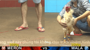 Trận 15 Full video bồ gà cpc 4 ngày 23/10/2025 - Anh Thiện vs anh Khánh SG đồng sổ 30