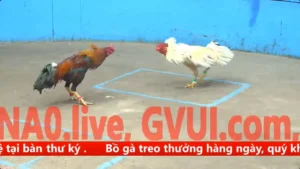 Gà Việt lai đụng độ chiến kê mồng lá trận đấu nảy lửa tại Tonhon hôm nay