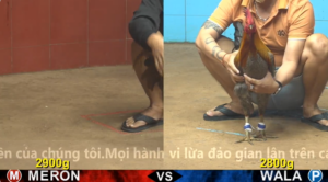 Trận 6 Full video bồ gà cpc 4 ngày 29/12/2025 - Gà anh Hac Coca ngược dòng thành công đâm đối thủ gãy cánh lấy lại 5k$ cho chủ