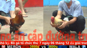 Trận 22 Full video bồ gà tonhon ngày 08/12/2025 - Anh Bảo Sting vs chú Sáu ( đồng xổ 30 )