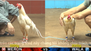 Trận 16 Full video bồ gà cpc 4 ngày 10/12/2025 - Anh Đuôi Cpc vs anh Bình Hòn Đất đồng xổ 30