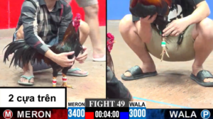 Trận 42 Full video bồ gà tonhon ngày 05/01/2026