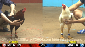 Trận 9 Full video bồ gà cpc 4 ngày 05/01/2026 - Anh Nhật Tiền Giang mang 2 em chiến kê mới ra lò qua c4 tỉ thí