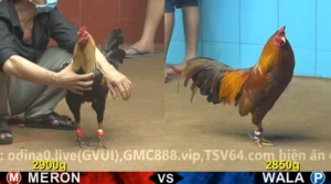 Trận 24 Full video bồ gà cpc 4 ngày 07/01/2026 - Anh Phúc Long Xuyên vs anh Ra CPC