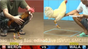 Xem Clip Đá Gà Trực Tiếp CPC4 Thomo 12/05/2026