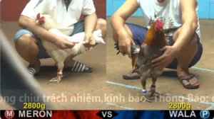 Xem Clip Đá Gà Trực Tiếp CPC4 Thomo 11/05/2026