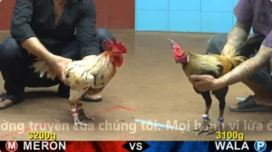Xem Clip Đá Gà Trực Tiếp CPC4 Thomo 13/05/2026