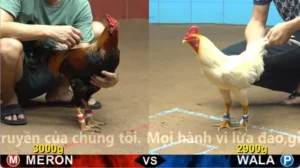 Xem Clip Đá Gà Trực Tiếp CPC4 Thomo 14/05/2026