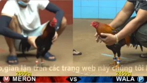 Xem Clip Đá Gà Trực Tiếp CPC4 Thomo 18/05/2026