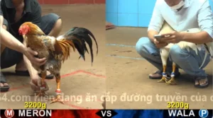 Xem Clip Đá Gà Trực Tiếp CPC4 Thomo 21/05/2026