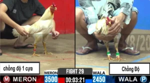 Full clip đá gà trực tiếp CPC2 Thomo ngày 24/08/2026