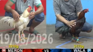 Full clip đá gà trực tiếp CPC5 Thomo ngày 20/08/2026