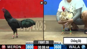 Full clip đá gà trực tiếp CPC2 Thomo ngày 04/09/2026
