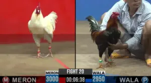Full clip đá gà trực tiếp CPC2 Thomo ngày 21/09/2026