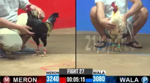Full clip đá gà trực tiếp CPC2 Thomo ngày 22/09/2026